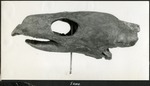 087_02: Skull of a Turtle by George Fryer Sternberg 1883-1969