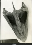 087_03: A View of a Turtle Skull from Above by George Fryer Sternberg 1883-1969