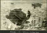 089_01: Painting of Turtles by George Fryer Sternberg 1883-1969