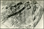 091_01: A Fossil Fish by George Fryer Sternberg 1883-1969