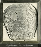 095_03: An Inoceramus Shell in a Wood Frame by George Fryer Sternberg 1883-1969