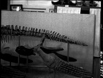 Tail Section of Plesiosaur by George Fryer Sternberg 1883-1969