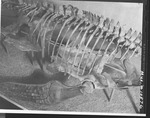 Plesiosaur - Mid-Section from Above by George Fryer Sternberg 1883-1969
