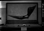 Pteranodon Skull by George Fryer Sternberg 1883-1969