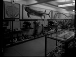 South Wall of the Museum Paleontology Room by Edward C. Almquist 1893-1983