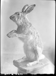 Whitetail Jackrabbit by George Fryer Sternberg 1883-1969