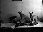 Two Bobcats and Two Foxes by George Fryer Sternberg 1883-1969