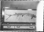 Ichthyodectes by George Fryer Sternberg 1883-1969