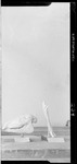 Mesohippus Bairdi Leg and Skull by George Fryer Sternberg 1883-1969