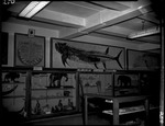 South Wall of the Paleontology Room by George Fryer Sternberg 1883-1969
