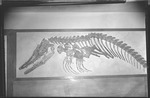 Mosasaur by George Fryer Sternberg 1883-1969