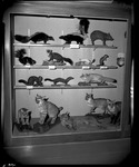 Small Animals in a Display Case by George Fryer Sternberg 1883-1969