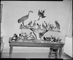 Zohner's Bird Collection by George Fryer Sternberg 1883-1969