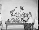 George F. Sternberg with Zohner's Bird Collection by George Fryer Sternberg 1883-1969
