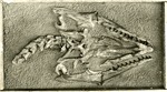 Platecarpus Skull