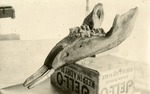 Lower Jaw of an Amebelodon