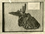 Portheus Molossus Fossil