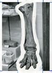Edited Photo of a Mastodon Leg