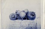 Postcard: Turnips Grown in 1910 by J.S. Ford