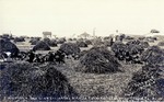 PostcardJ.W. Lough's 4th Crop, Irrigated Alfalfa Total Yield for  1913 - 7 Tons Per Acre, Scott County, Kansas