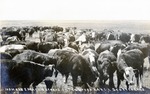 Postcard: 100 Head 2 Year Old Steers on the Lough Ranch, Scott County, Kansas