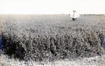 Postcard: J. W. Lough's 2nd Crop Irrigated Alfalfa 30 days Growth More Than 30 Inches High 1914 Scott City, Kansas