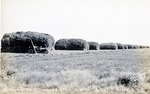 Postcard: J. W. Lough's Irrigated Alfalfa 1914 Scott County, Kansas