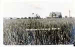 Postcard: Sheridan County, Kansas. Barley