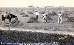 Postcard: J. W. Lough's 3rd Crop Irrigated Alfalfa Sept. 25, 1914, Seeded May 12, 1914. Scott County, Kansas
