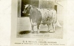 Postcard: Searchlight 292031, Owned by C.S. Nevius, Chiles, Kansas