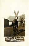 Postcard: Col. McCord Owned by W.D. Gott Bronson, Kansas