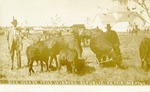 Postcard: Dick Ward's, Prize Winners, Republic County Fair, 1909. #764