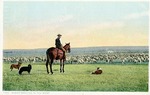 Postcard: 7788 Sheep Herding in the West