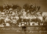 Postcard: 1st Annual Chrysanthemum Show, Nov. 9, '07. Pres. Guild, Argonia, Kansas