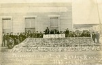 Postcard: Thanksgiving Hunt at Selden, Kansas. 1043 Rabbits