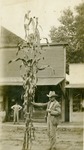 Postcard: Man Standing Next to a Stalk of Corn
