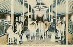 Postcard: Modern Milking at Kansas State Agricultural College, Manhattan, Kansas