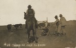 Postcard: #38 Throwing Calf to Brand