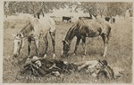 Postcard: Cowboys at Rest. Alva, Oklahoma