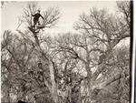 Men in Trees on Custer Island