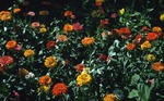Zinnias on Campus by Lyman Dwight Wooster