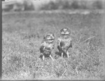 Prairie Dog Owls by Lyman Dwight Wooster