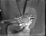 Bird by Lyman Dwight Wooster