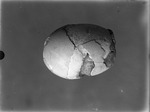 Petrified Hen's Egg by Lyman Dwight Wooster