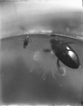 Two Water Insects in a Jar by Lyman Dwight Wooster