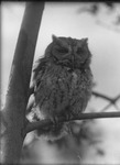 Great Horned Owl by Lyman Dwight Wooster