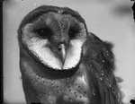 Barn Owl by Lyman Dwight Wooster
