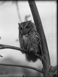 Screech Owl by Lyman Dwight Wooster