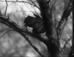 Squirrel in Tree by Lyman Dwight Wooster