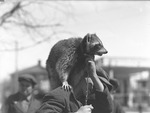 Raccoon on Shoulder of Man by Lyman Dwight Wooster